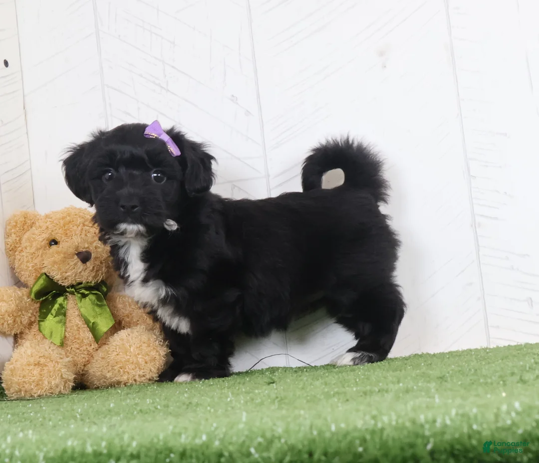 Yochon dogs for sale: Penny - Ad 5