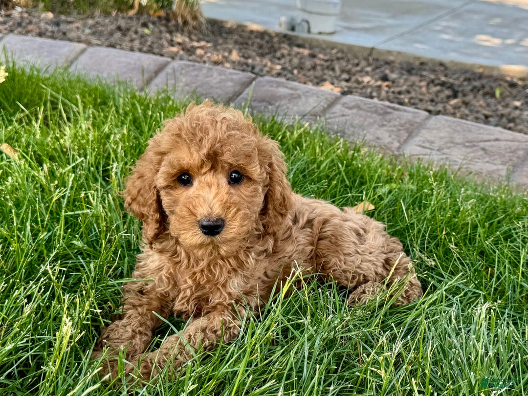 Cockapoo dogs for sale: Howie - Ad 5
