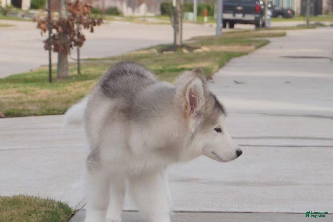 Alaskan Malamute dogs for sale: Xiao Lv - Ad 21