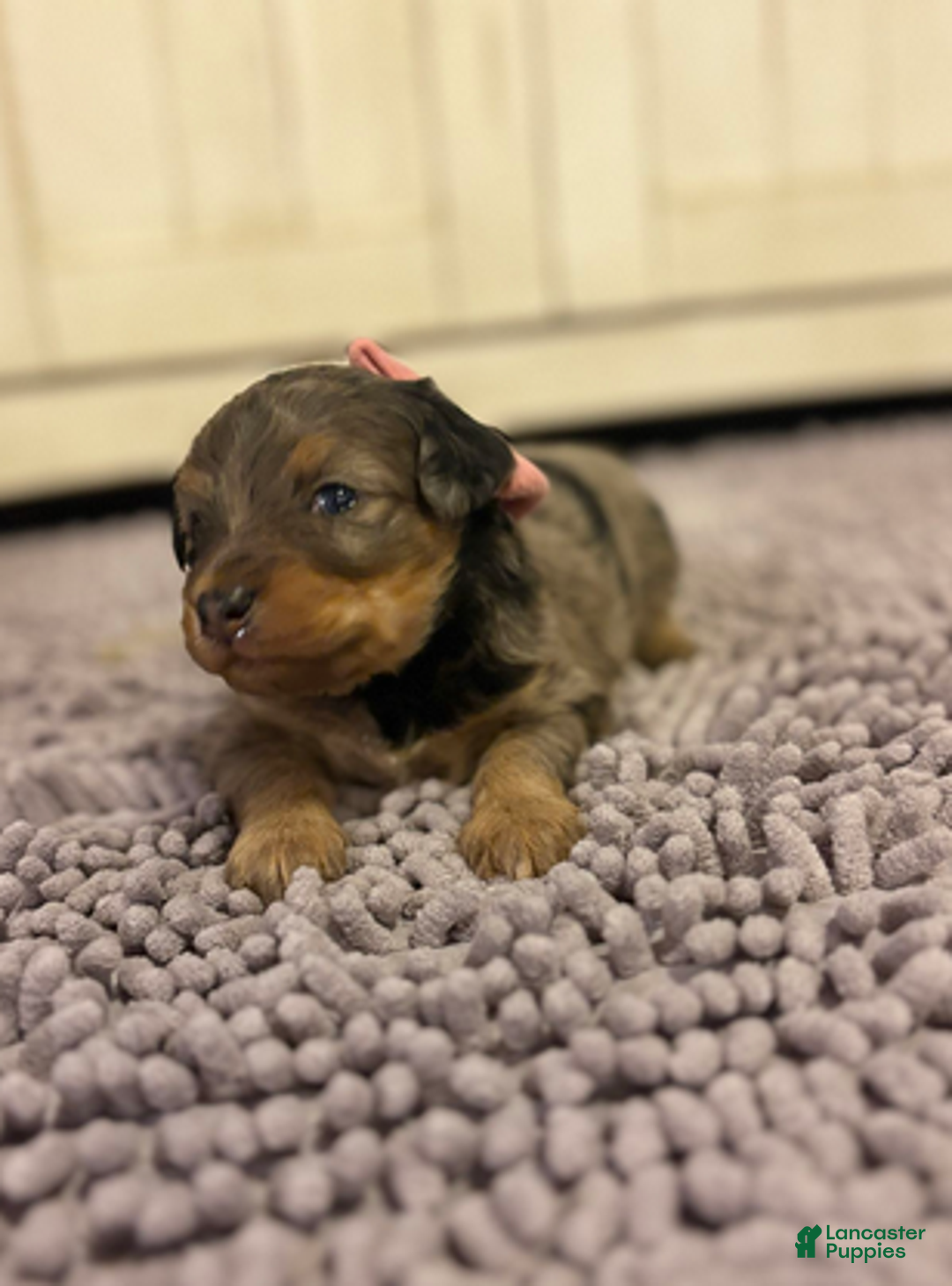 Mixed Breed dogs for sale: Aurora - Ad 4