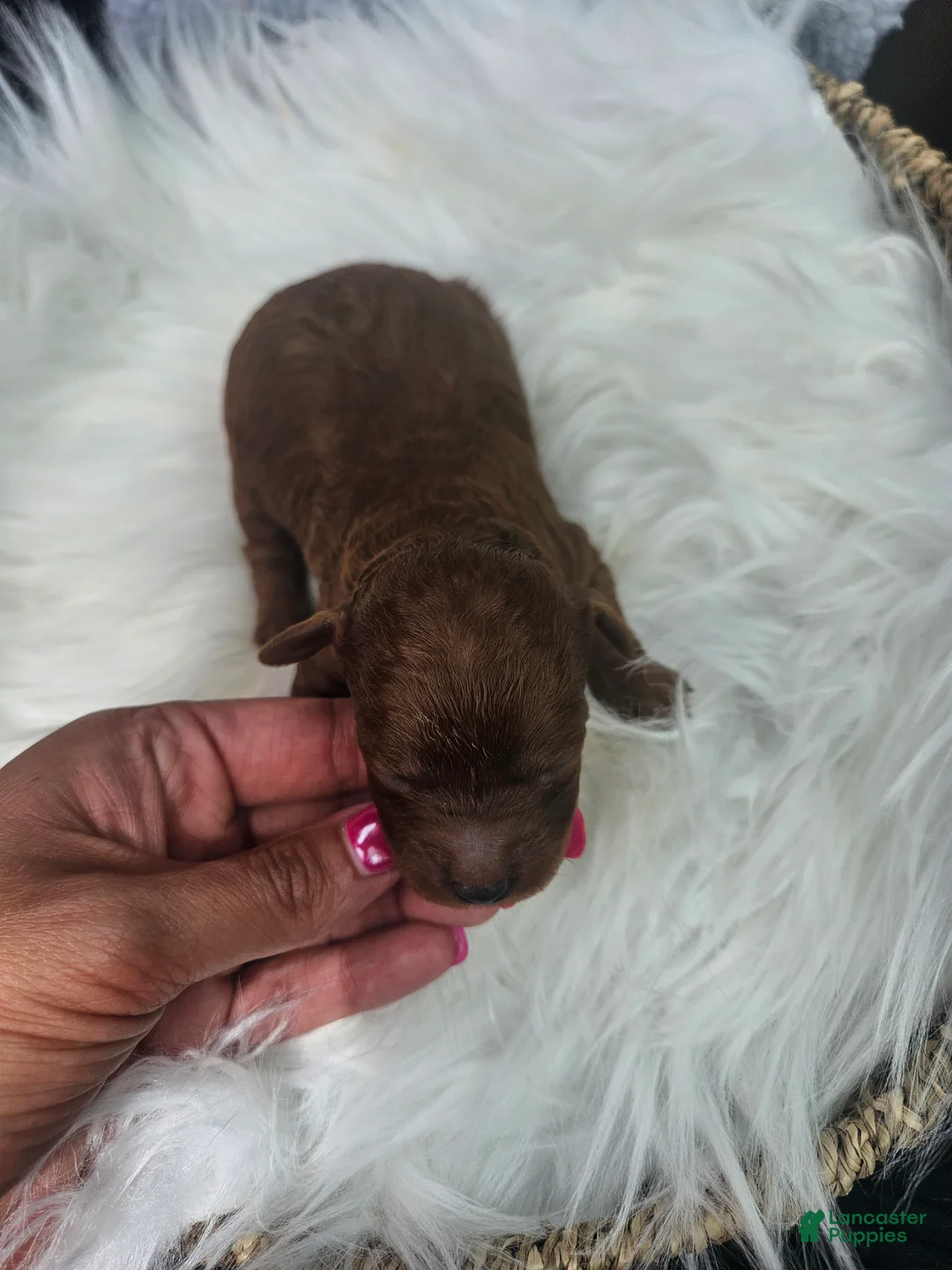 Cavapoo dogs for sale: Sammy - Ad 2