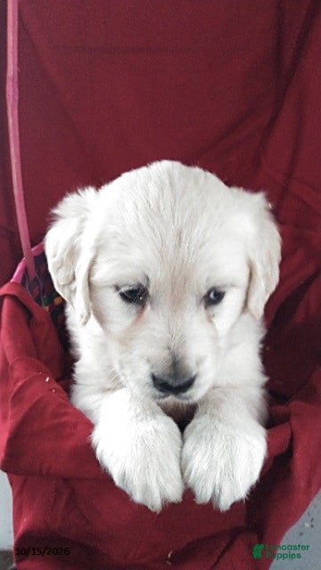 Golden Retriever dogs Anna - Ad 1