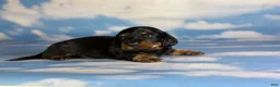 Miniature Dachshund dogs for sale: Paco LH  - Ad 5
