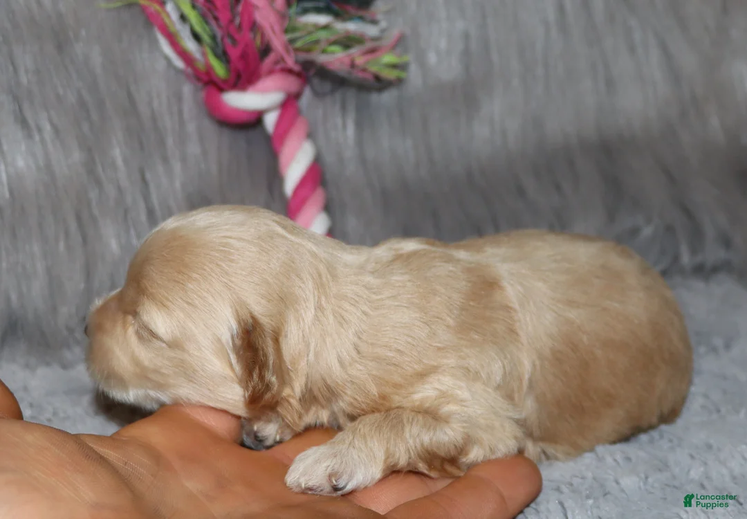 Havapoo dogs for sale: Addie 👨‍👨‍👦‍👦💞🐕Miniature - Ad 25