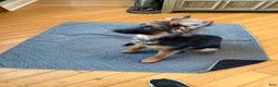 German Shepherd dogs for sale: Cuddles - Ad 3