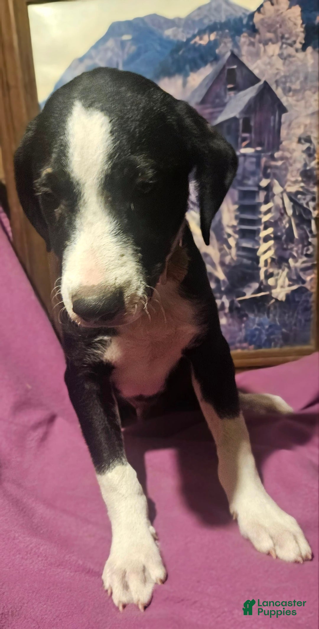 Border Collie dogs for sale: Fang - Ad 7