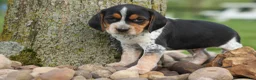 Beagle dogs for sale:  Cash🐶 - Ad 15