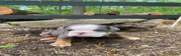 English Bulldog dogs for sale: Merle - Ad 7