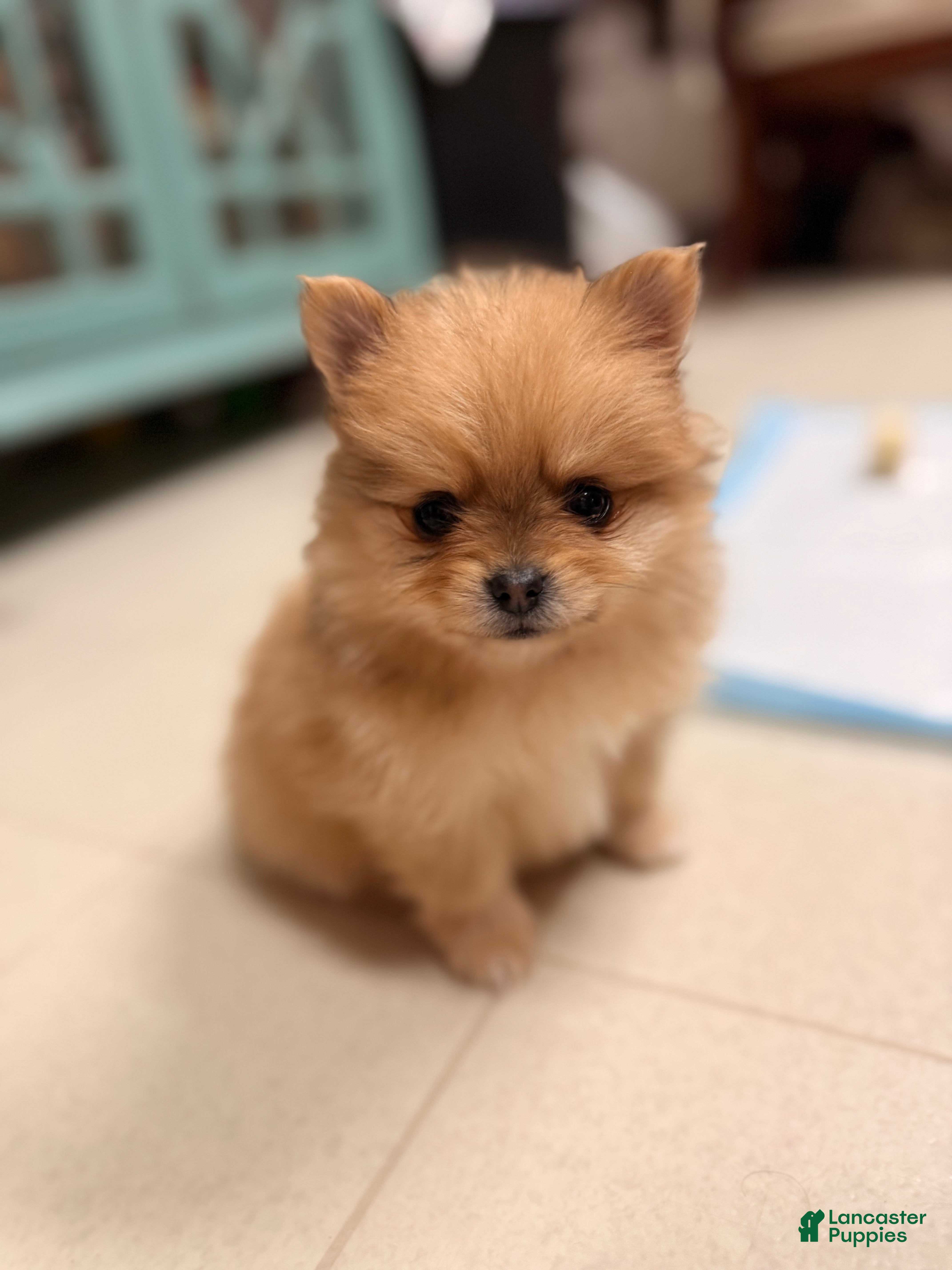 Pomeranian dogs Little Baby  - Ad 1