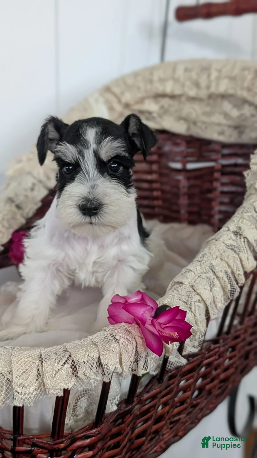 Miniature Schnauzer dogs for sale: Mason - Ad 10
