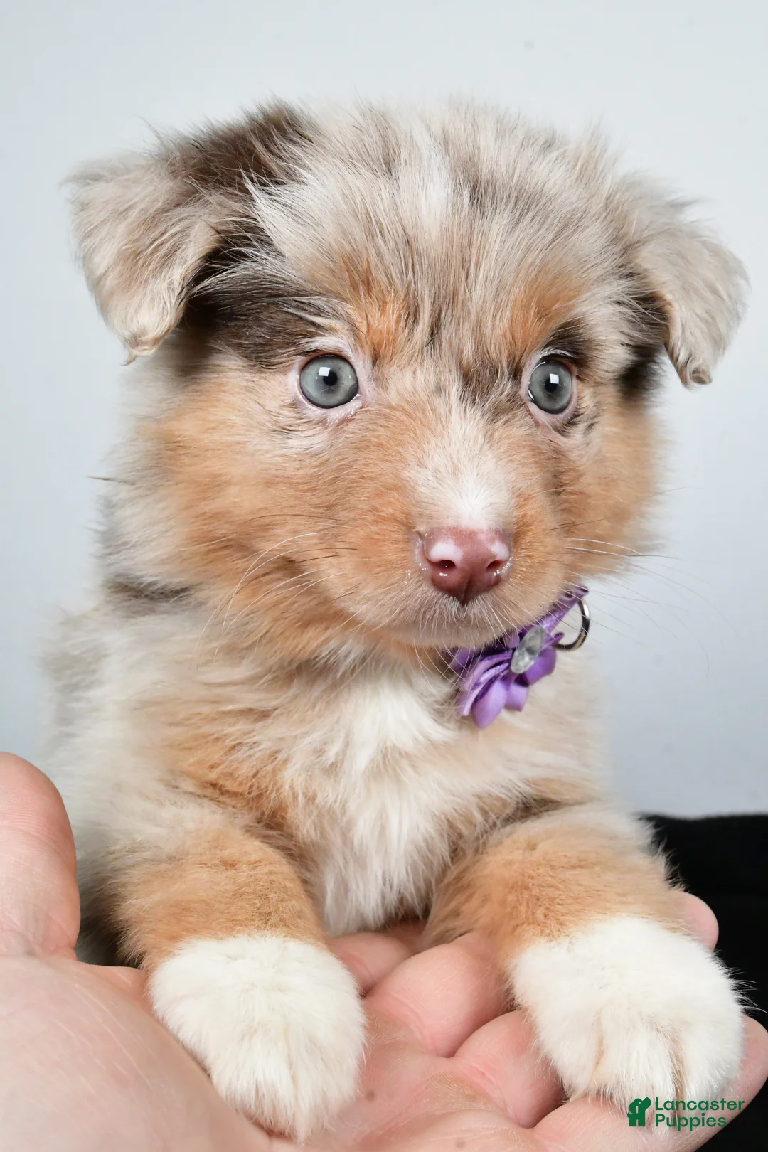 Miniature Australian Shepherd dogs for sale: Luna - Ad 2