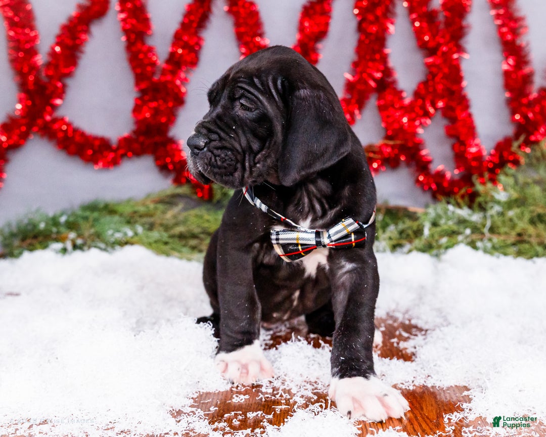 Great Dane dogs for sale: Noel - Ad 10