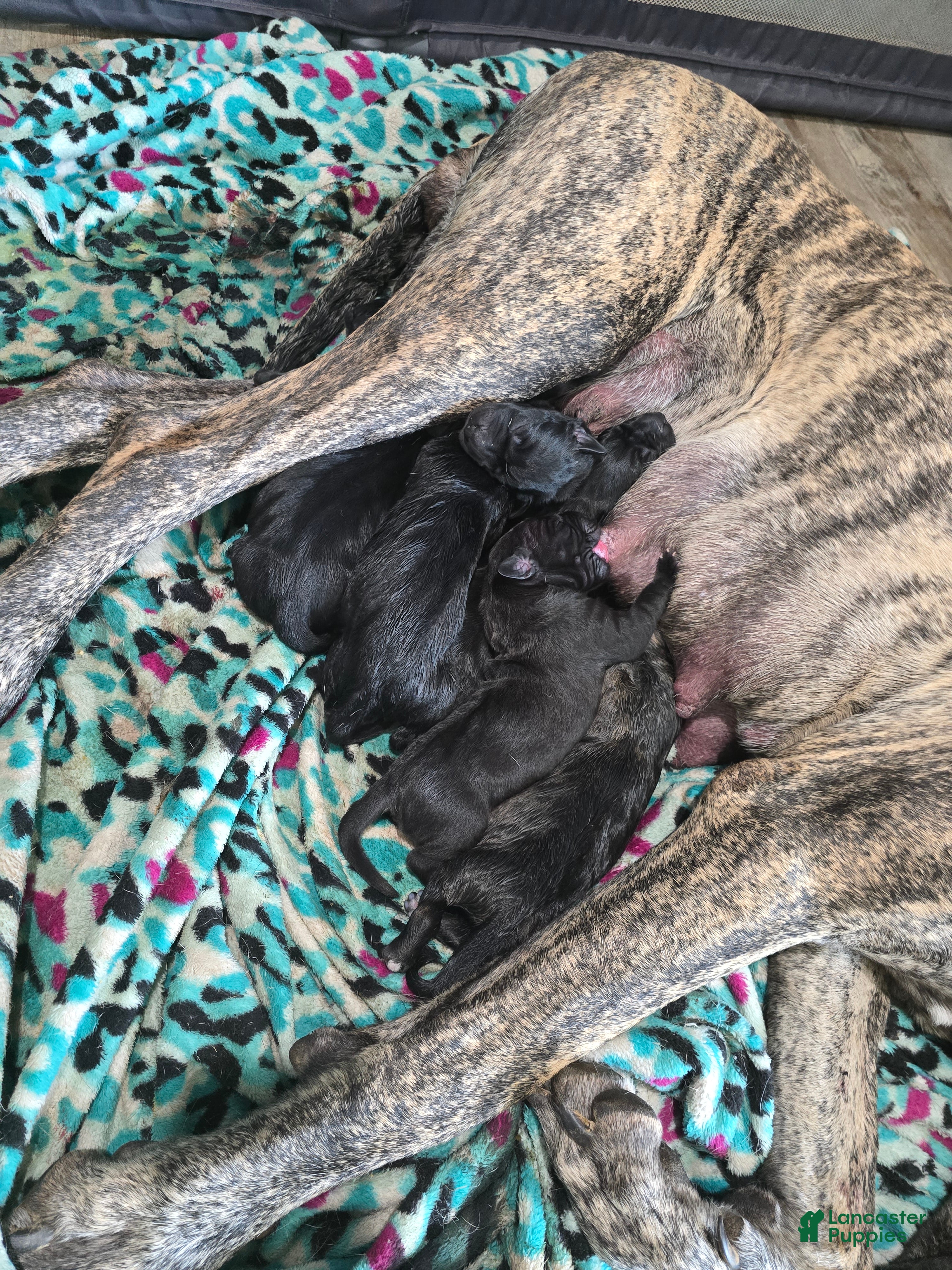 Mixed Breed dogs for sale: Mixed Breed 1 - Ad 2