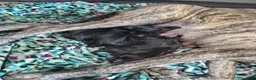 Mixed Breed dogs for sale: Mixed Breed 1 - Ad 1