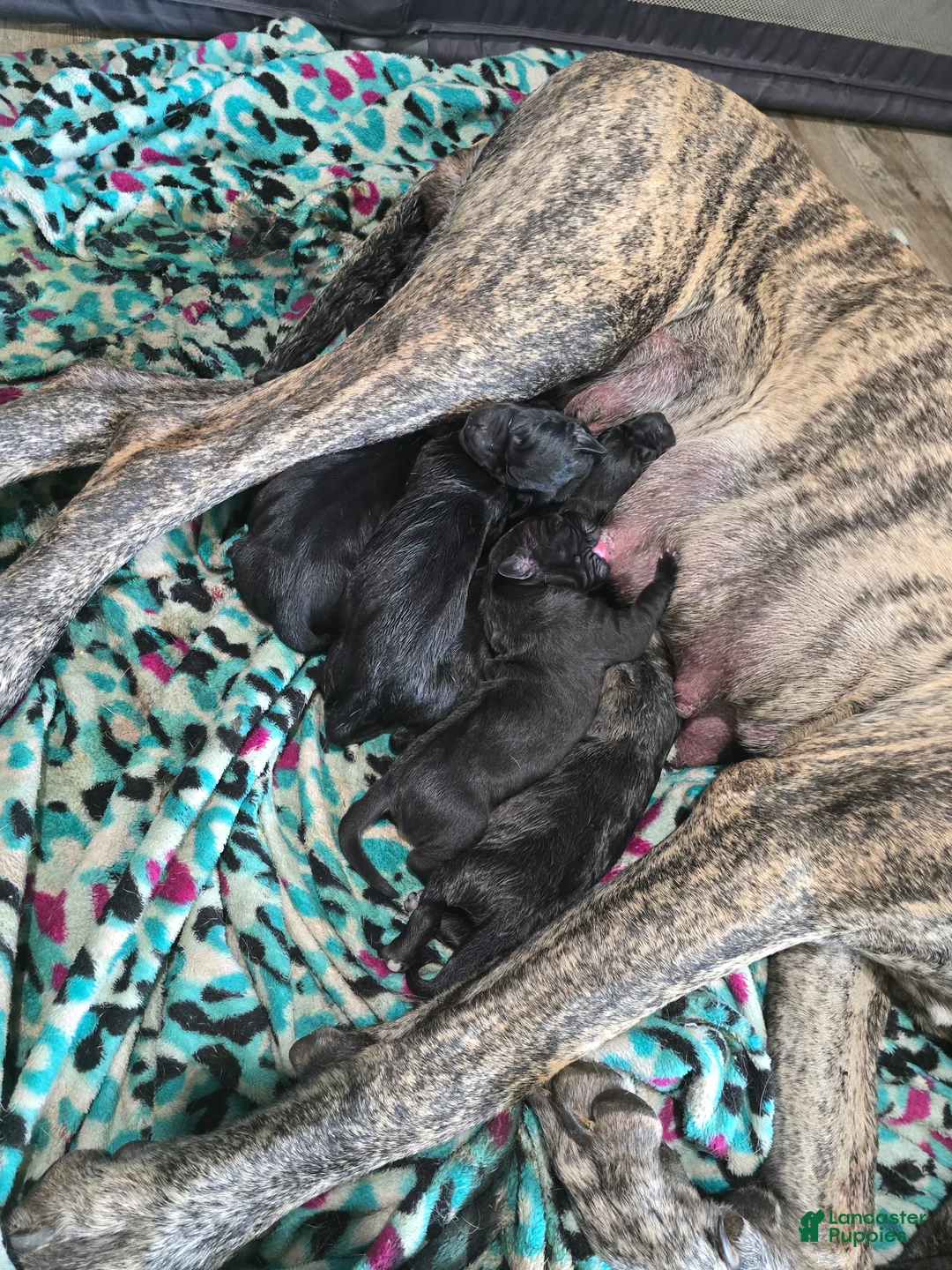 Mixed Breed dogs for sale: Mixed Breed 1 - Ad 1