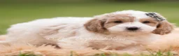 Mini Goldendoodle dogs for sale: Snickers - Ad 4