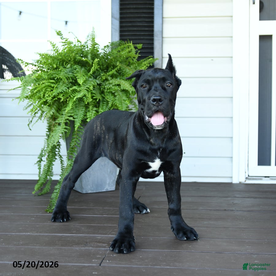 Cane Corso dogs Bandit - Ad 1