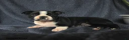 Boston Terrier dogs for sale: Sebastian - Ad 3