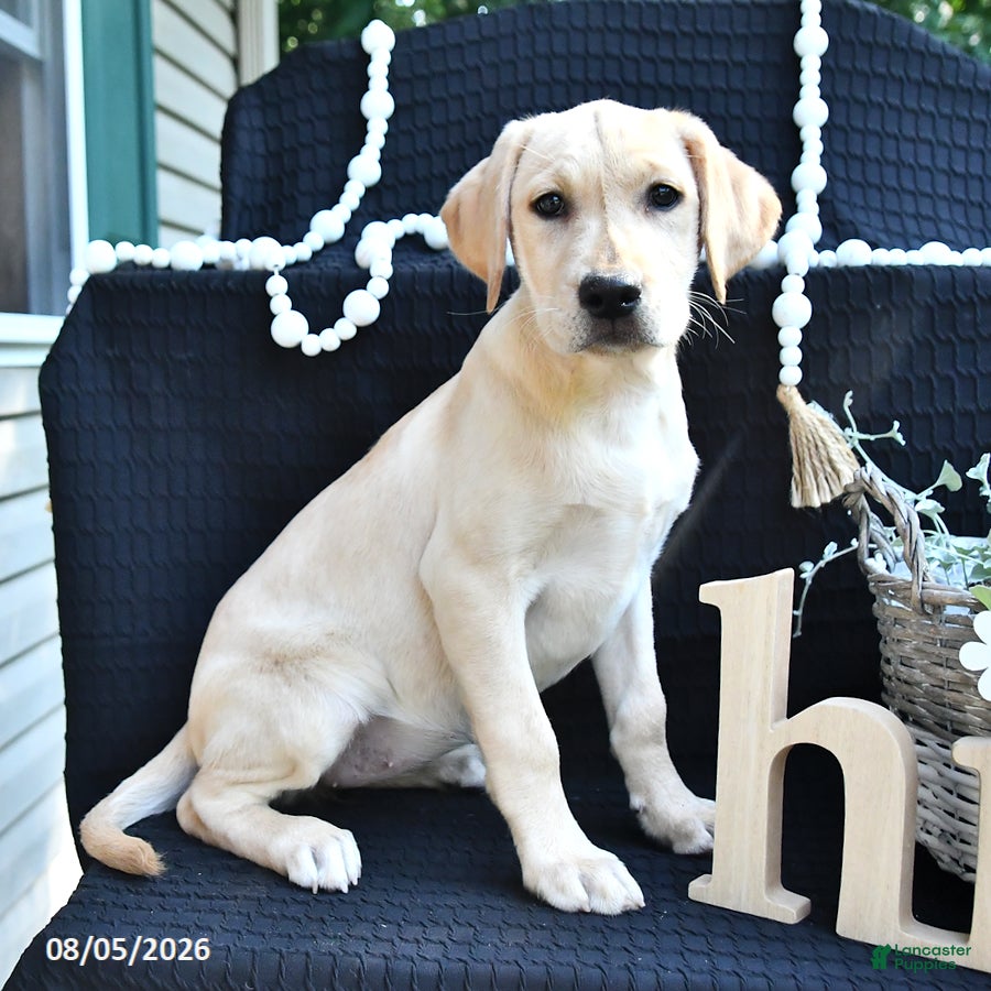 Labrador Retriever dogs for sale: Rael - Ad 1
