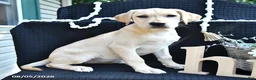 Labrador Retriever dogs for sale: Rael - Ad 1
