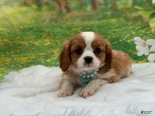 Cavalier King Charles Spaniel dogs Lola - Ad 13