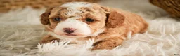 Miniature Poodle dogs for sale: Eden - Ad 4