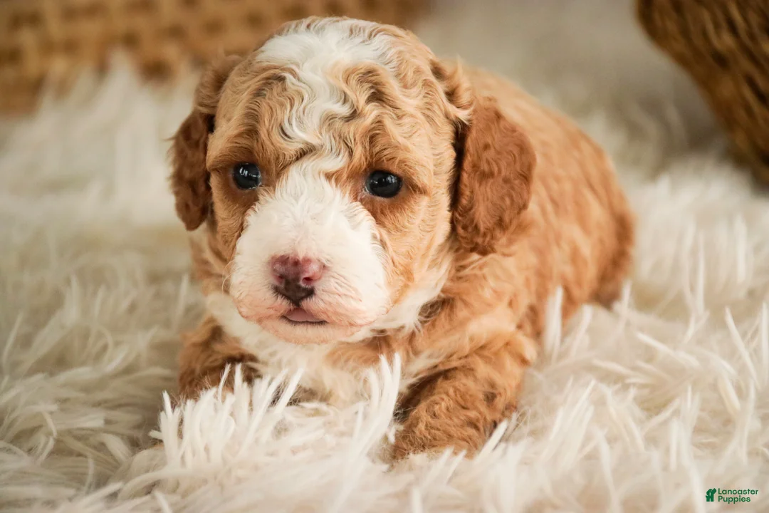 Miniature Poodle dogs for sale: Eden - Ad 4