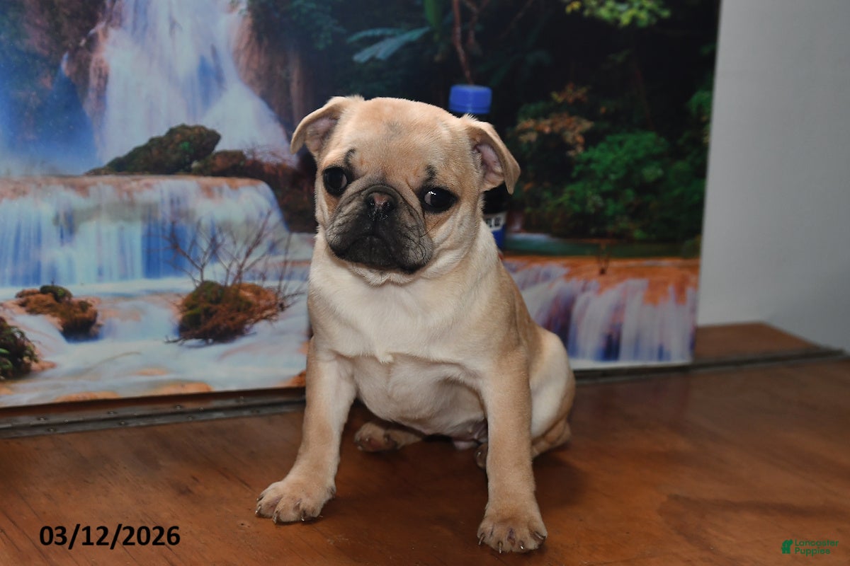Pug dogs Beaula - Ad 1
