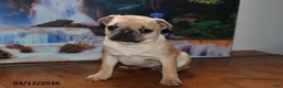Pug dogs for sale: Beaula - Ad 7