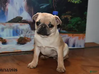 Pug dogs for sale: Beaula - Ad 3