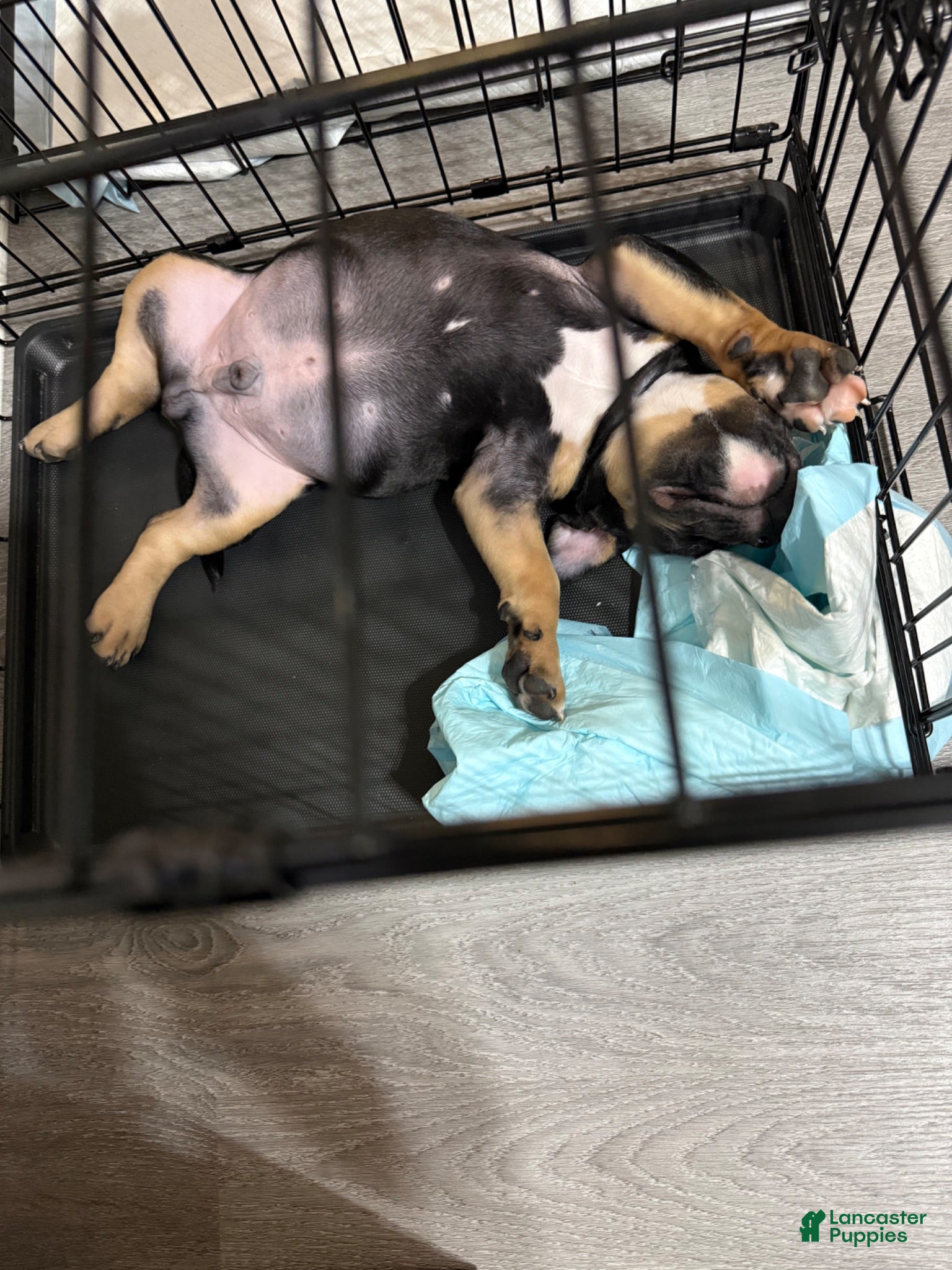 American Bully dogs American Bully 1 - Ad 21