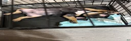 American Bully dogs for sale: American Bully 1 - Ad 1