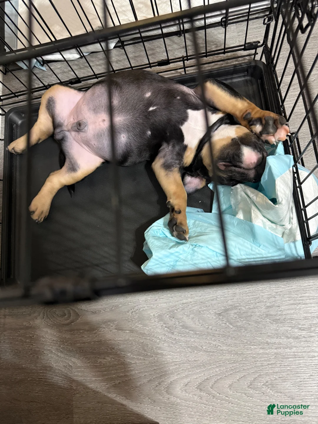 American Bully dogs for sale: American Bully 1 - Ad 1