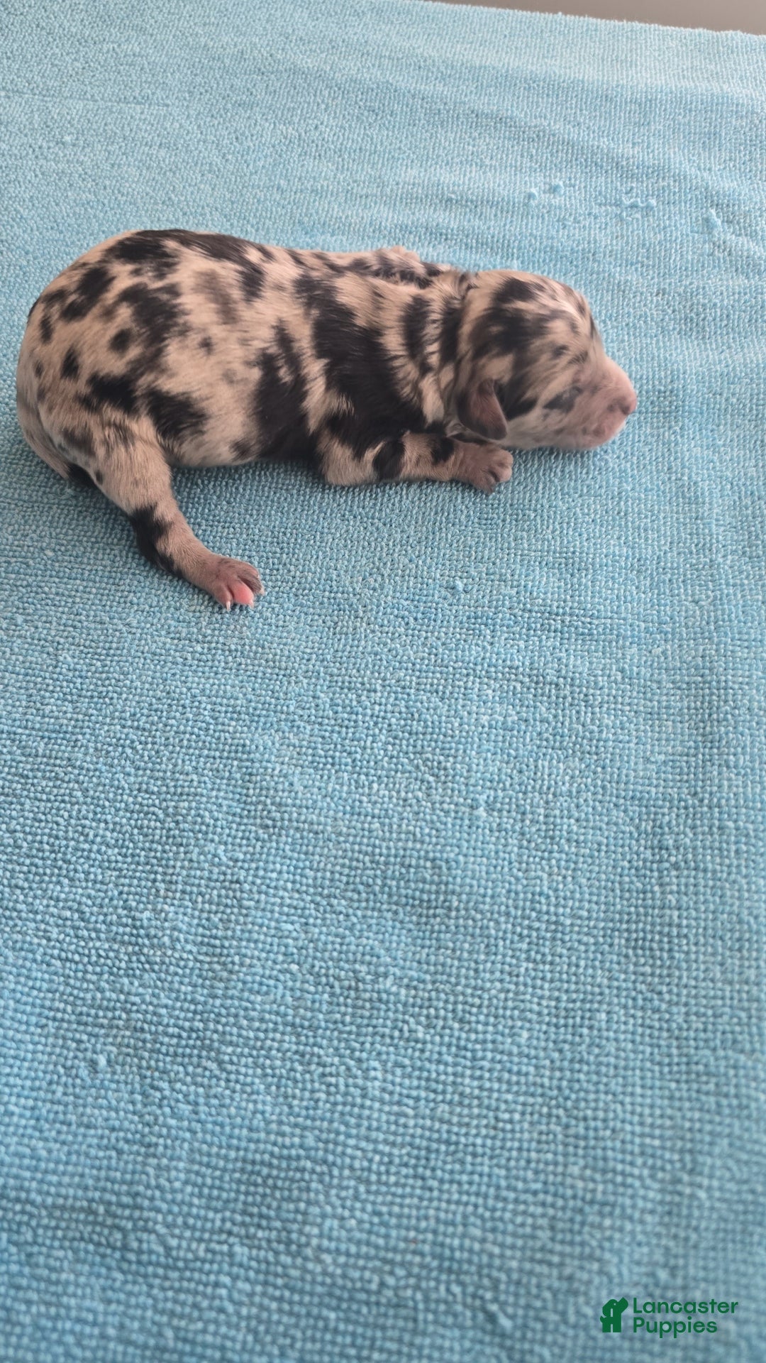 Mixed Breed dogs for sale: Merle - Ad 3