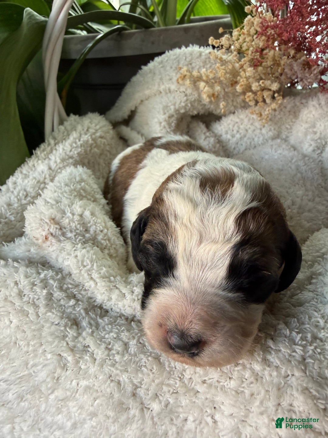 Mixed Breed dogs for sale: Sandy - Ad 1