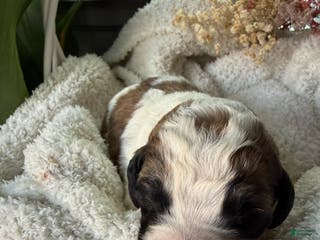 Mixed Breed dogs Sandy - Ad 19