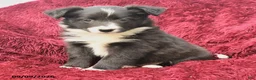 Border Collie dogs for sale: Nadia - Ad 3