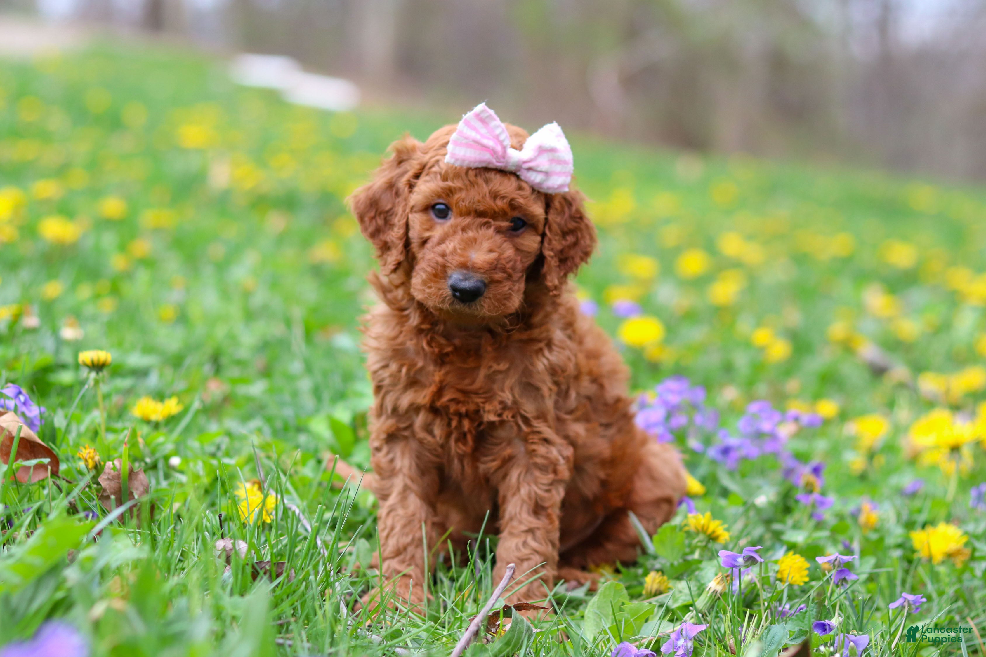 Goldendoodle dogs Sunny F1b - Ad 2