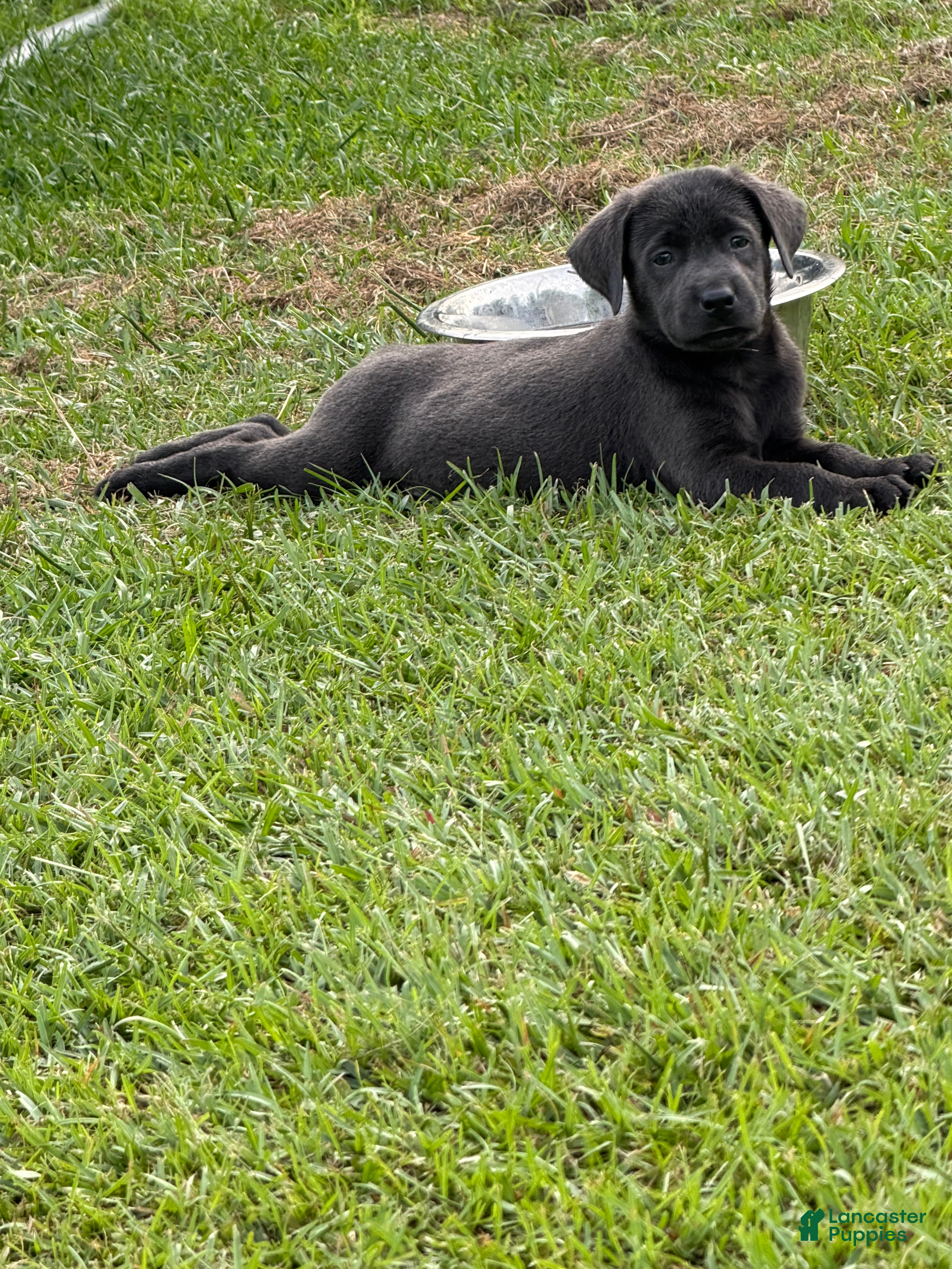Labrador Retriever dogs Jack - Ad 17