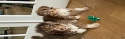 Bernedoodle dogs for sale: DINKY - Ad 18