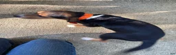 Beagle dogs for sale: Rumi - Ad 3