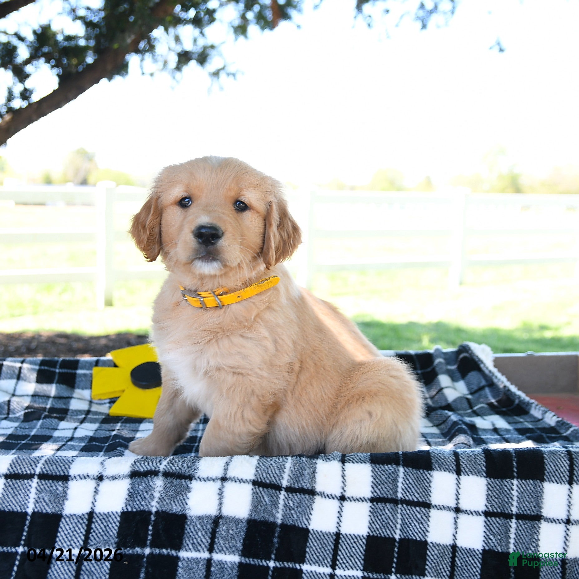 Golden Retriever dogs Andi - Ad 2