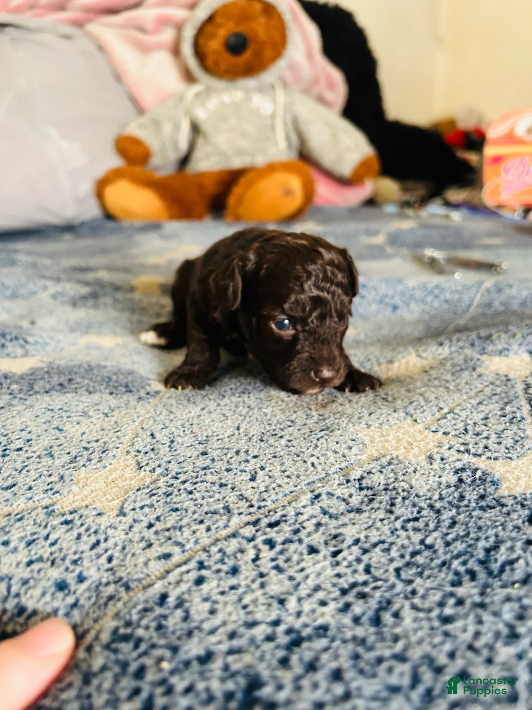 Cavapoo dogs for sale: Noel - Ad 4