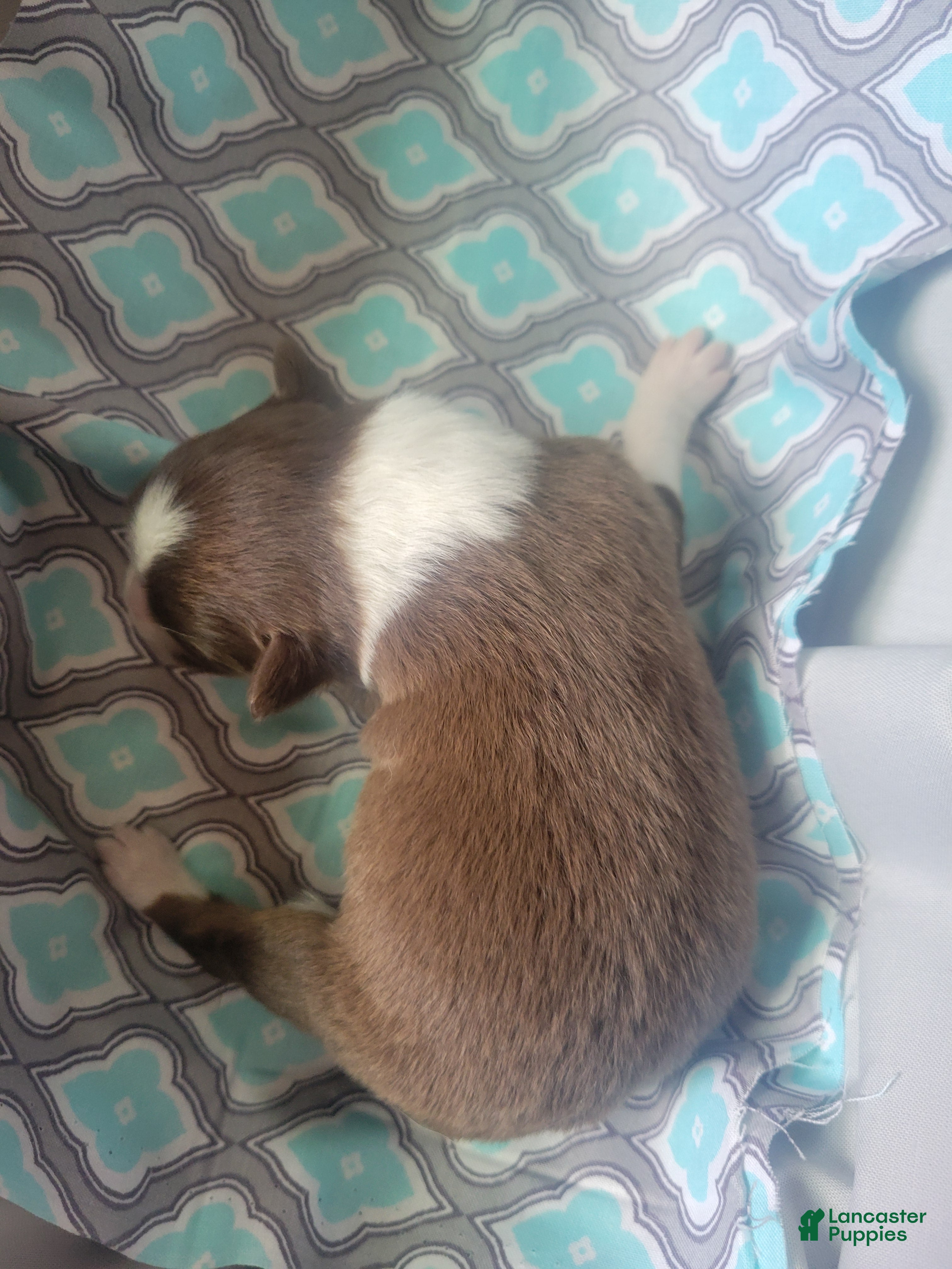 Australian Shepherd dogs for sale: Australian Shepherd 3 - Ad 2