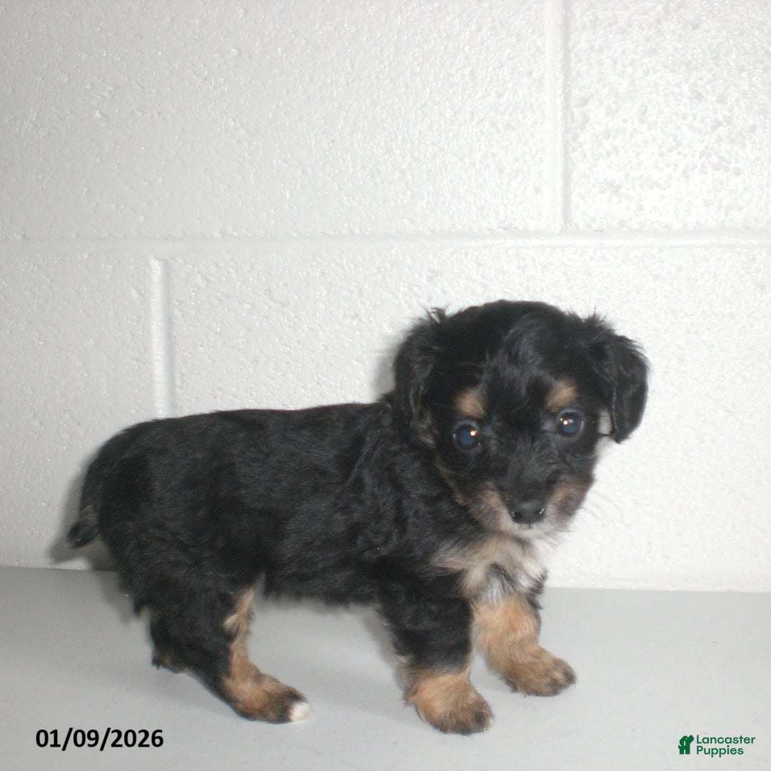 Yorkiepoo dogs for sale: Angie - Ad 14