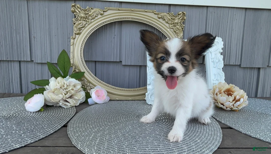 Papillon dogs for sale: Briar - Ad 2