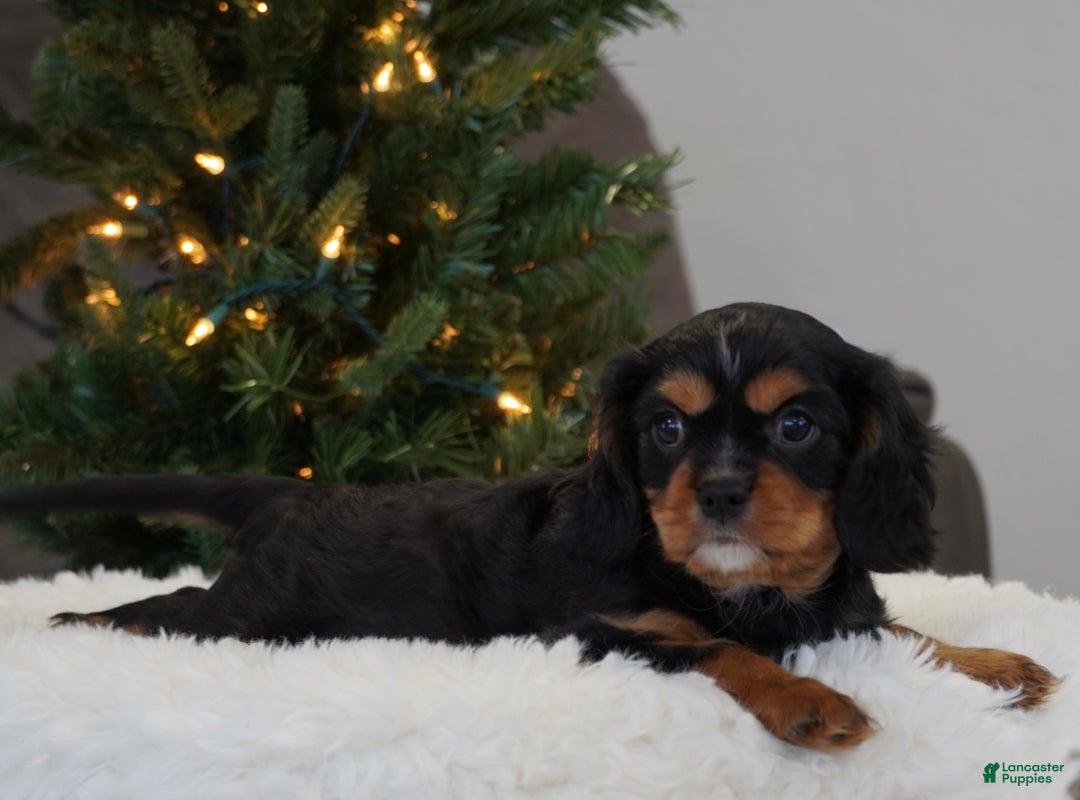 Cavalier King Charles Spaniel dogs for sale: Finn - Ad 4