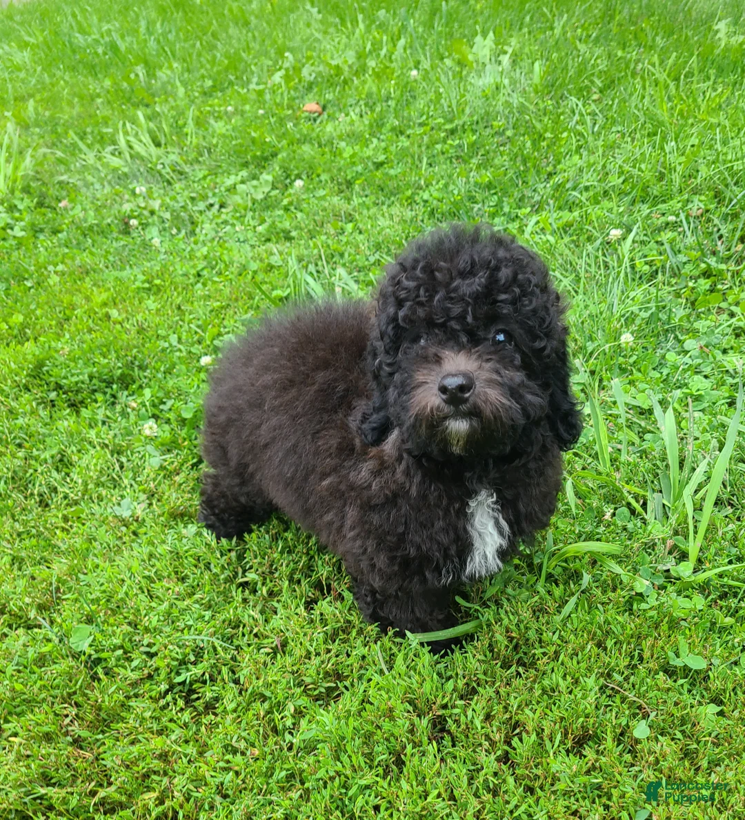 Bichpoo dogs for sale: Princess  - Ad 3