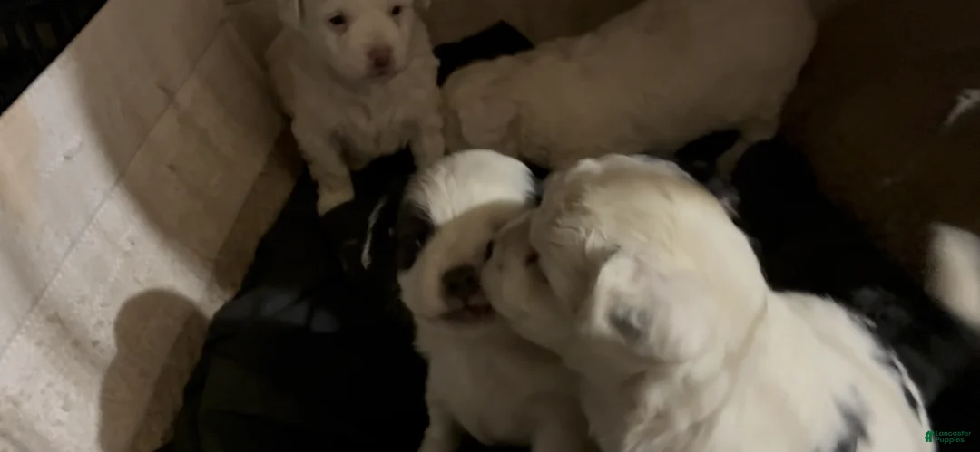 Havapoo dogs for sale:  Puppy 2 - Ad 2