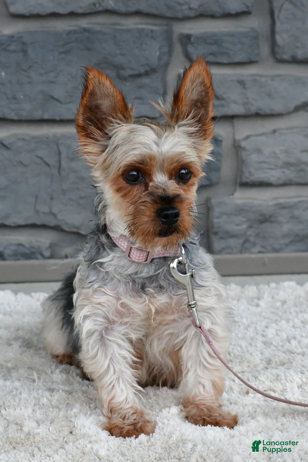 Morkie dogs for sale: Roxy - Ad 9